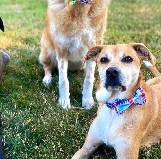 Retro fourth dog bow tie Fourth of July pet accessory