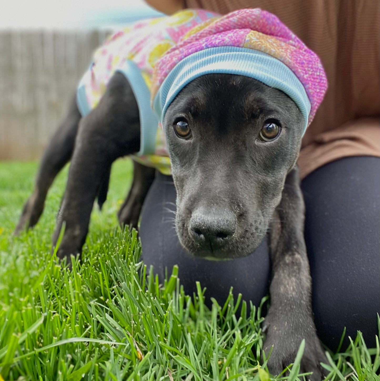 Mama’s main squeeze hooded dog shirt