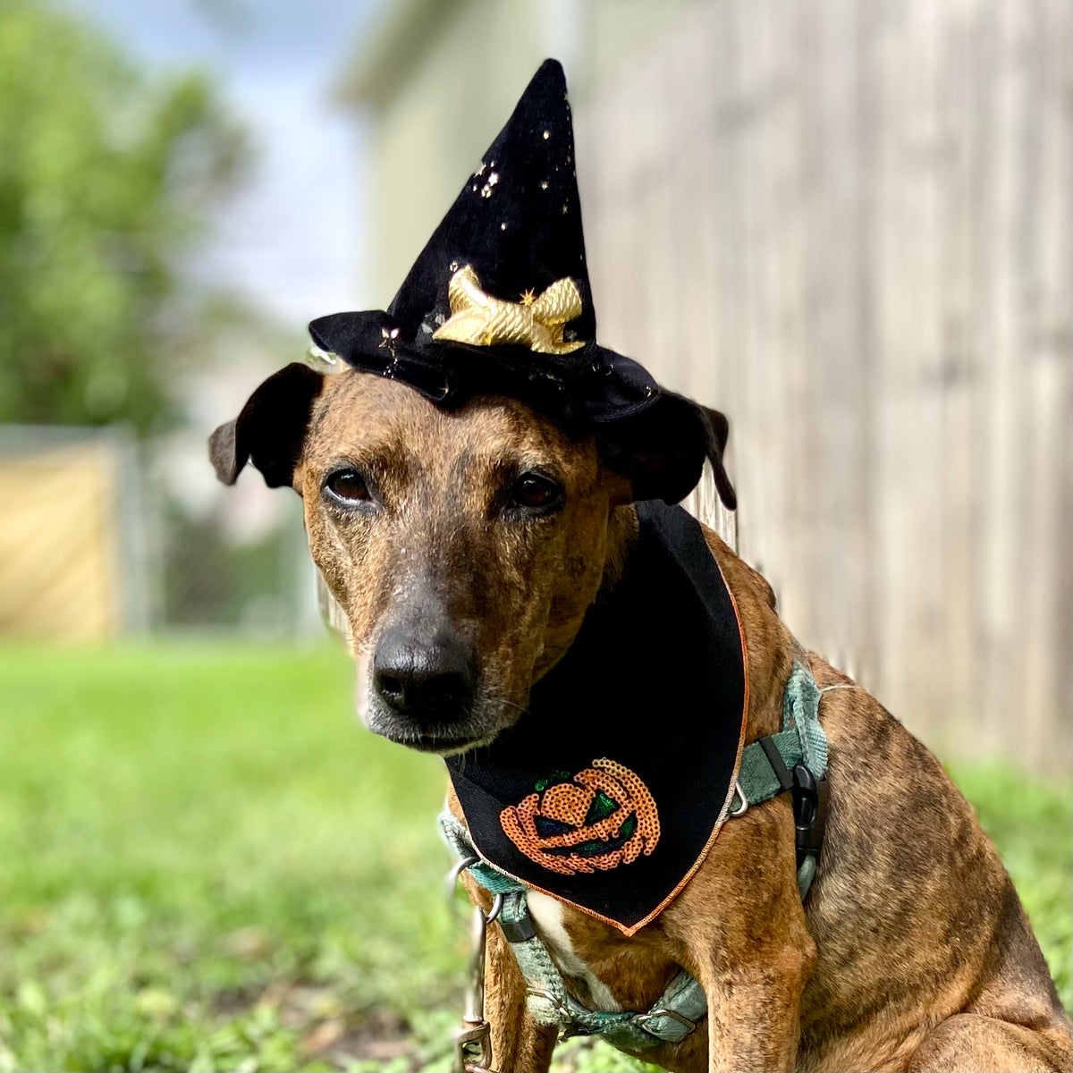 Sequin jackolantern pumpkins Halloween dog bandana