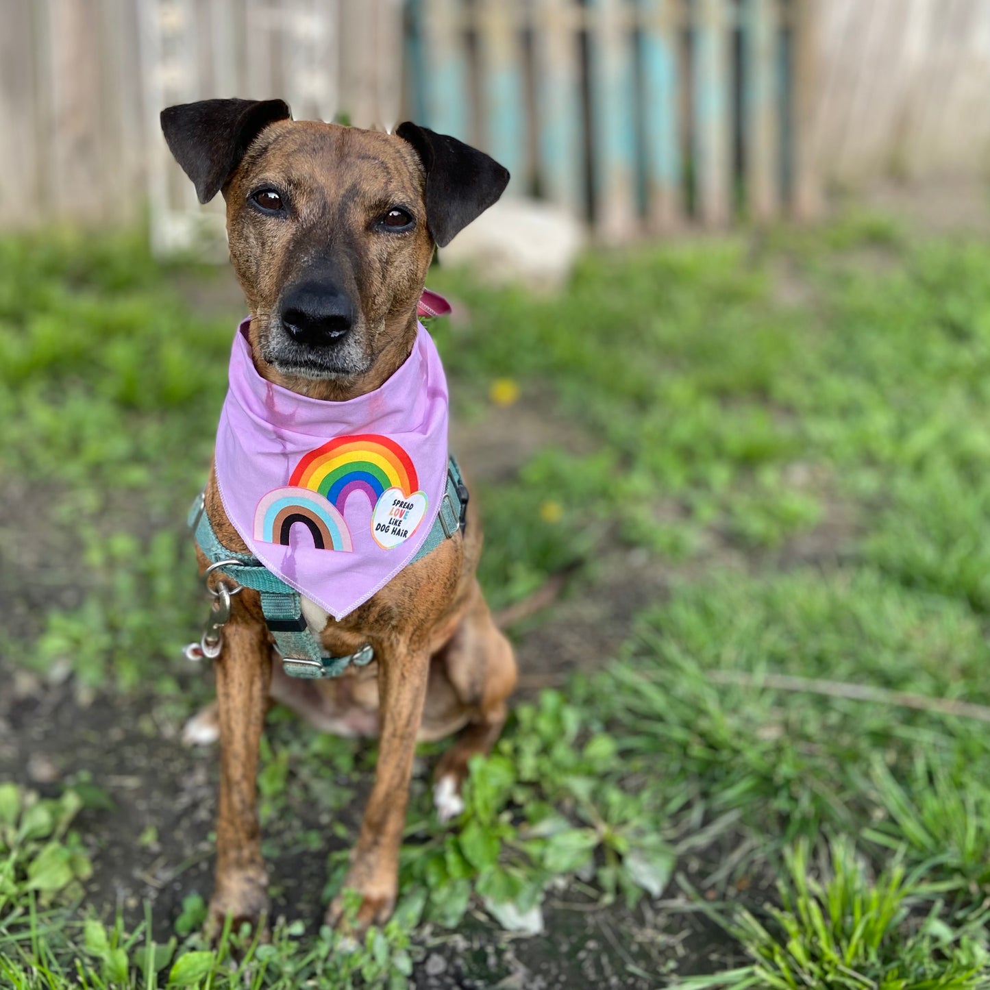 Pride Spread love like dog fur dog bandana