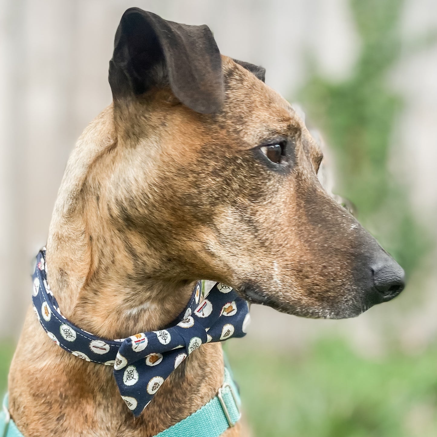 Happy camper dog collar camping icons