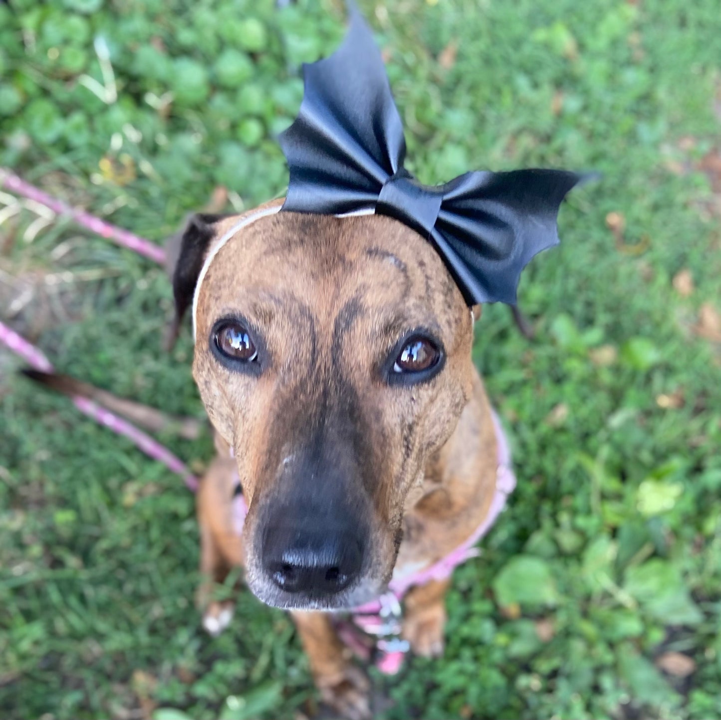 Bat bow dog bow tie pet accessory