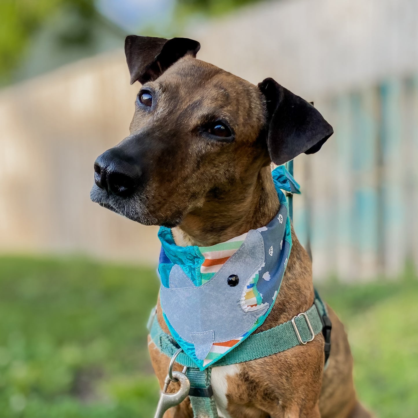 Always hungry shark week dog bandana