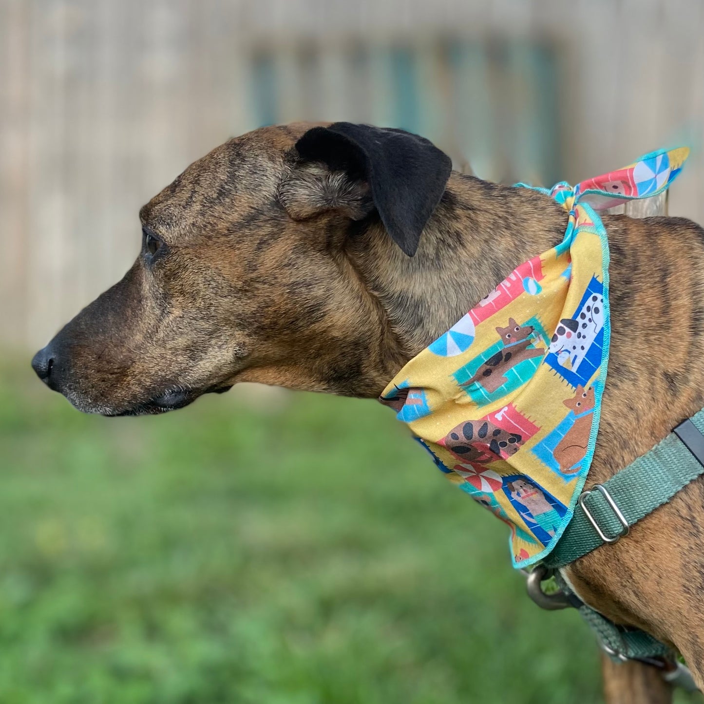 Ballin at the dog beach summer dog bandana
