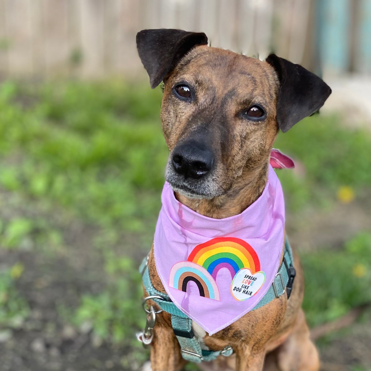 Pride Spread love like dog fur dog bandana