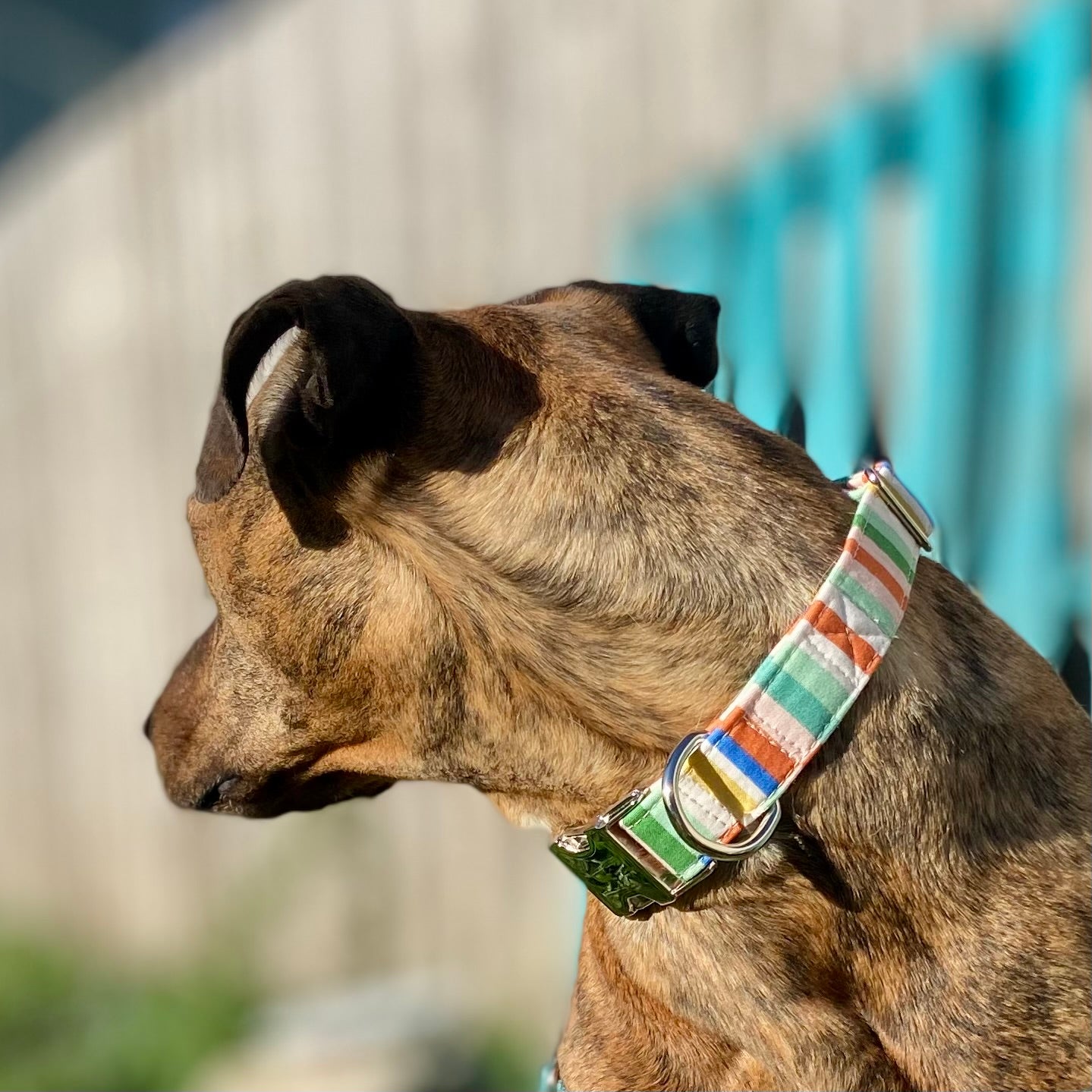 Dog collar Retro beach ball inspired summer stripes cobalt blue