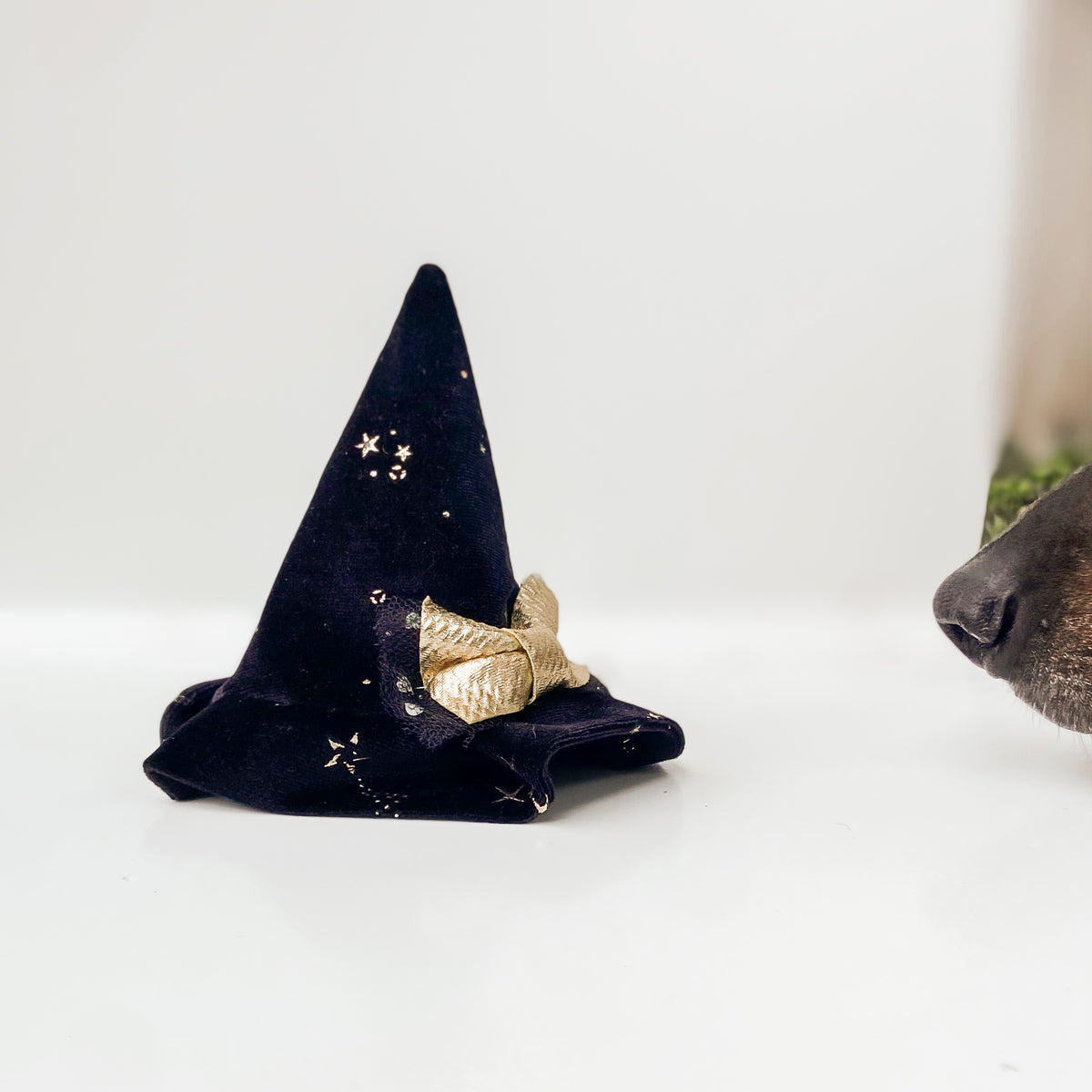 Celestial skies velvet witch hat dog halloween accessory