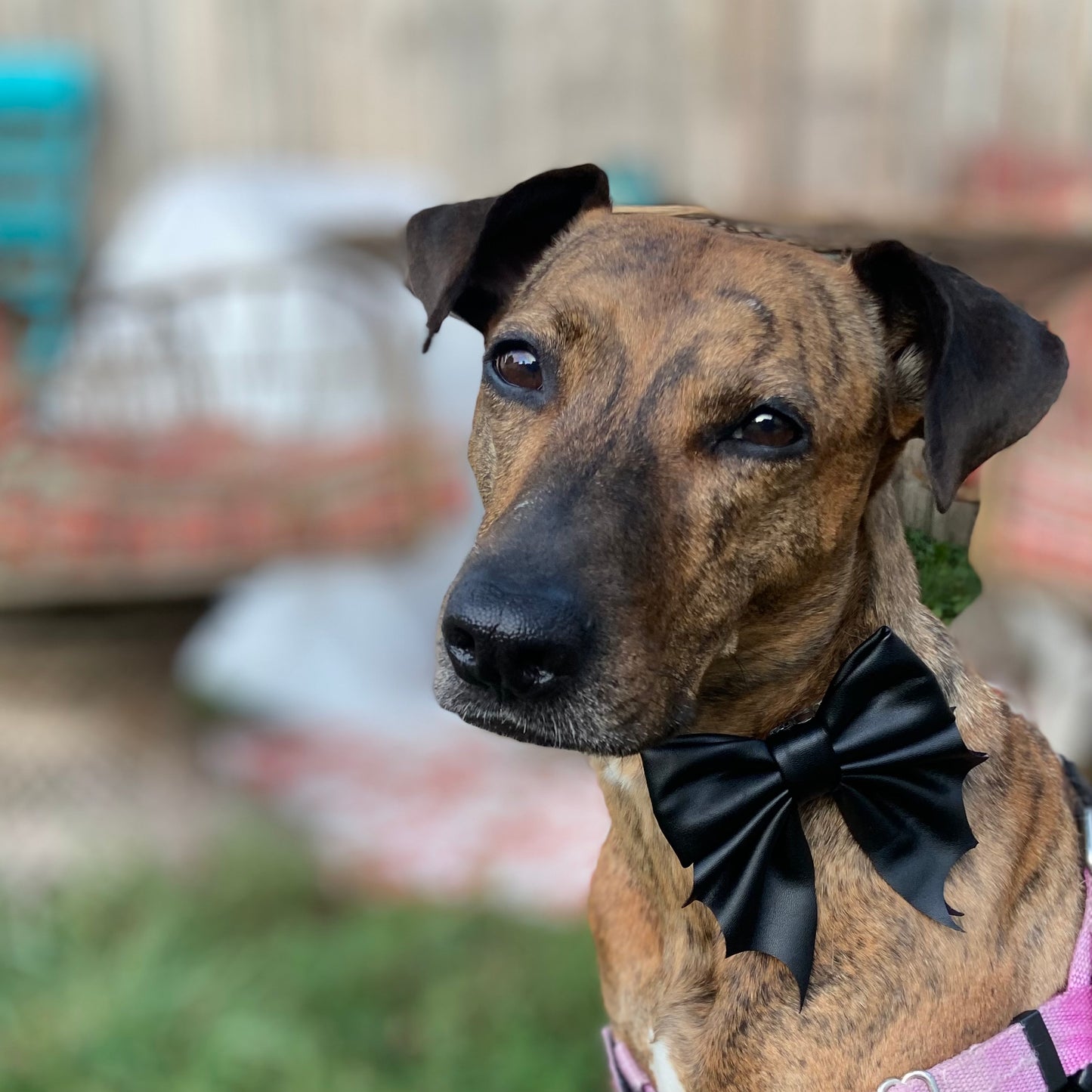 Bat bow Halloween dog sailor bow tie pet accessory