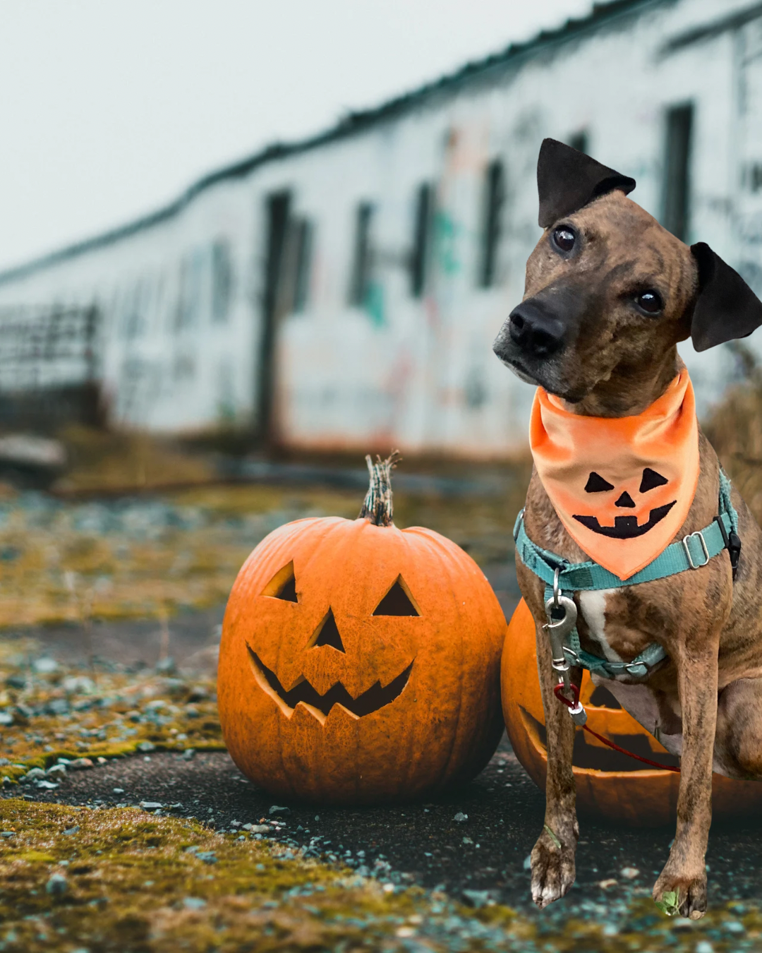 PRE ORDER Hello, pumpkin! dog bandana pet accessory