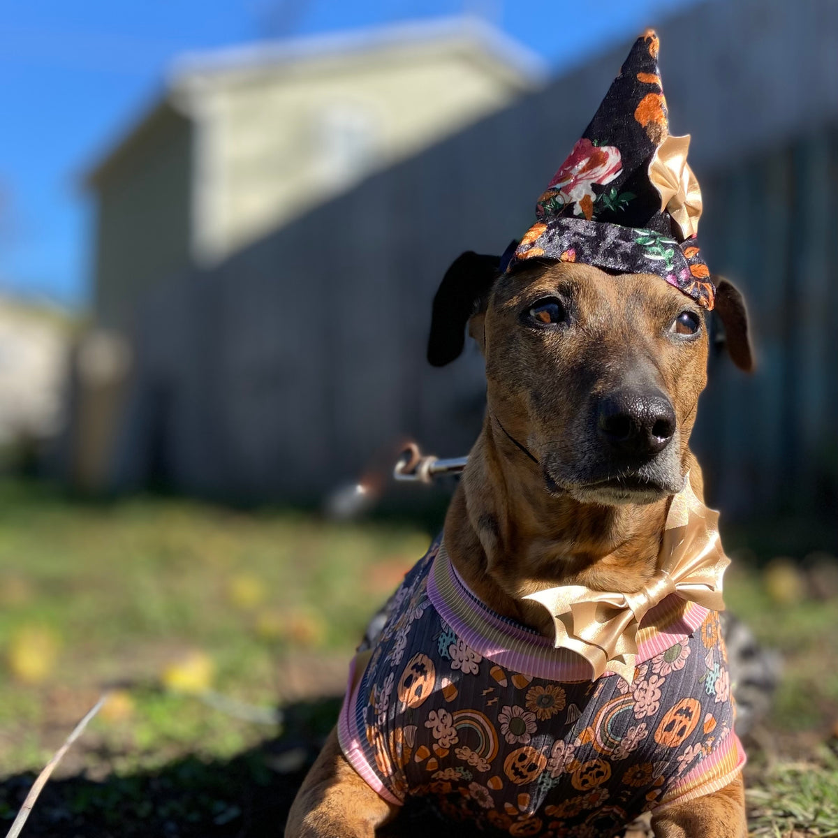 Botanical witch velvet floral witch hat dog halloween accessory