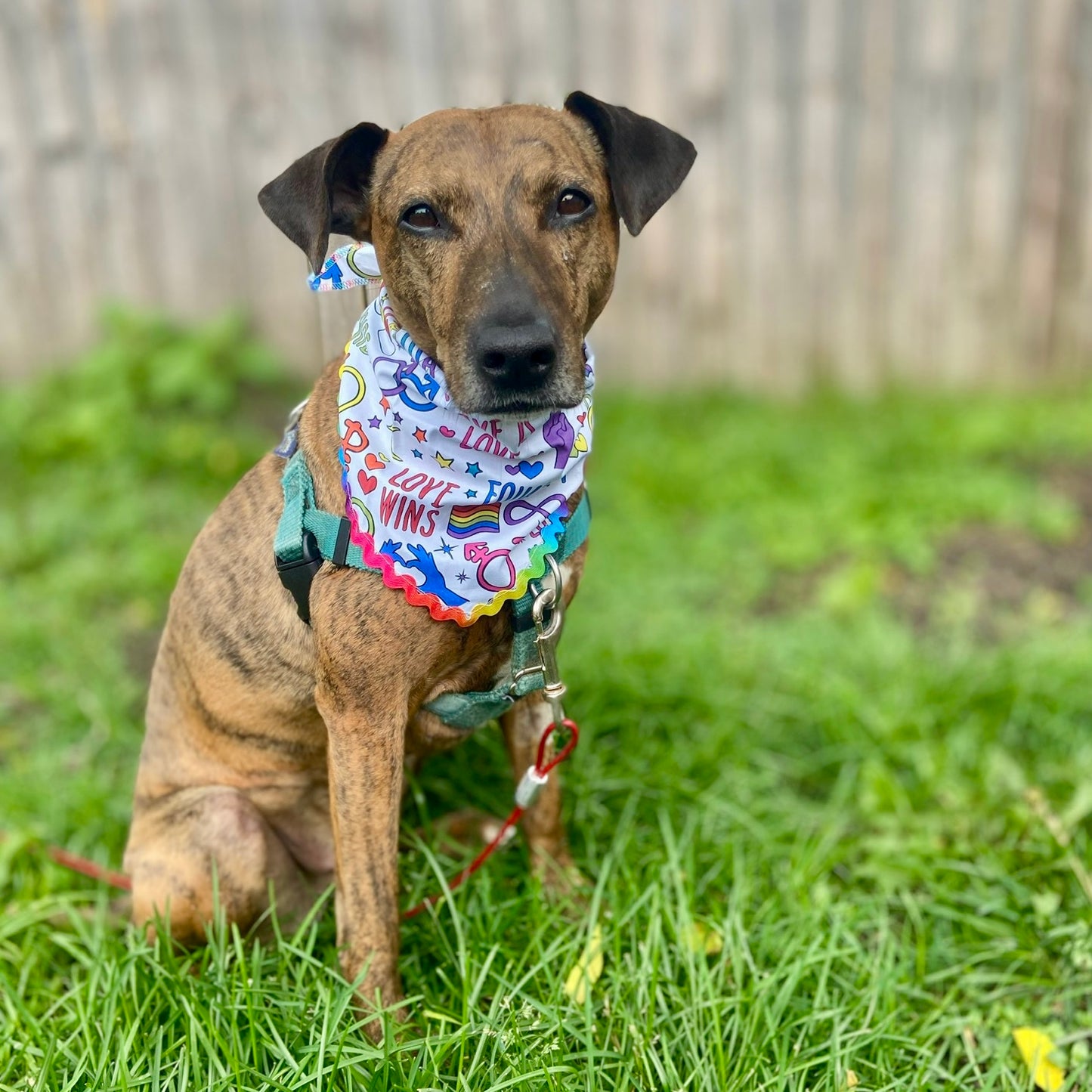Symbols of love and peace PRIDE dog bandana