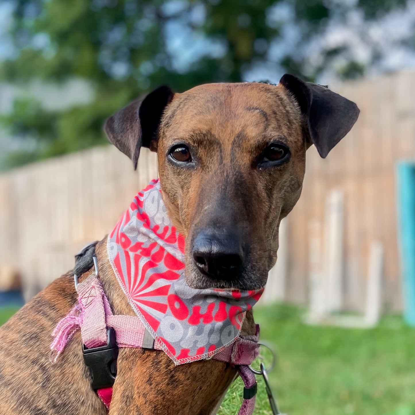 Groovy Ohio scarlet and gray dog bandana