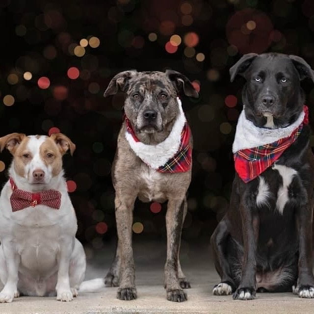 Santa paws Christmas winter red tartan faux fur dog bandana