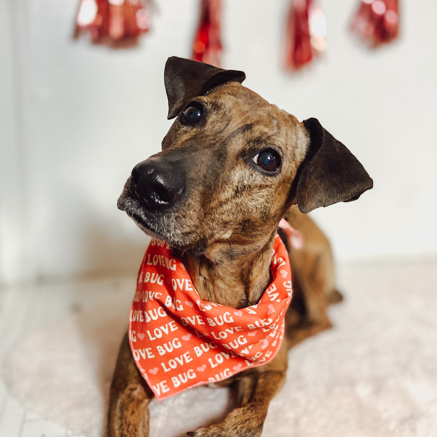 Love Bug red dog valentine bandana pet accessory