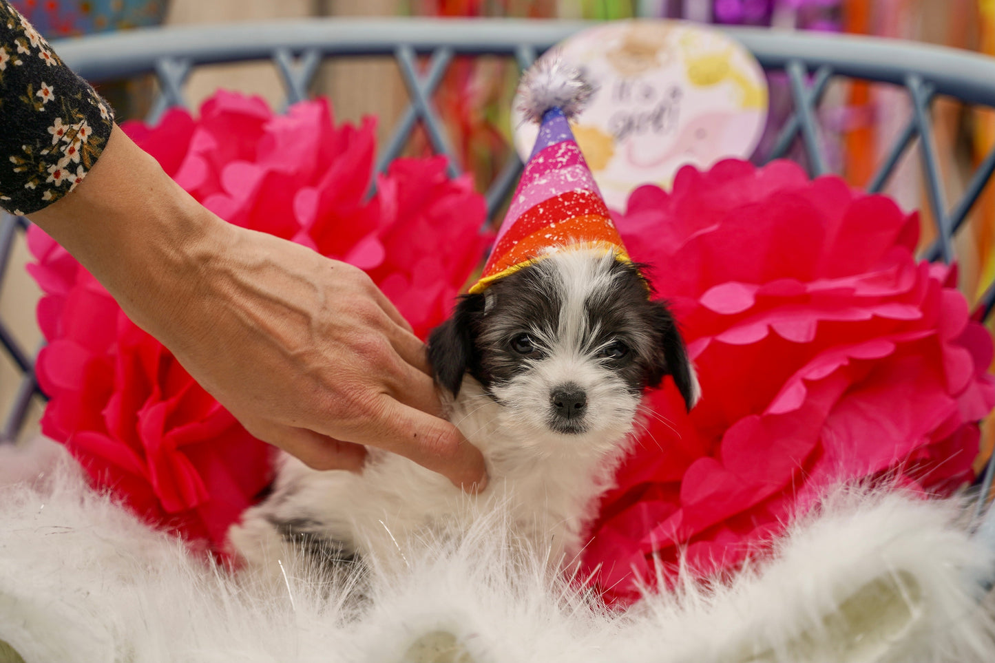 Barkday pawty hat dog party balloons and confetti