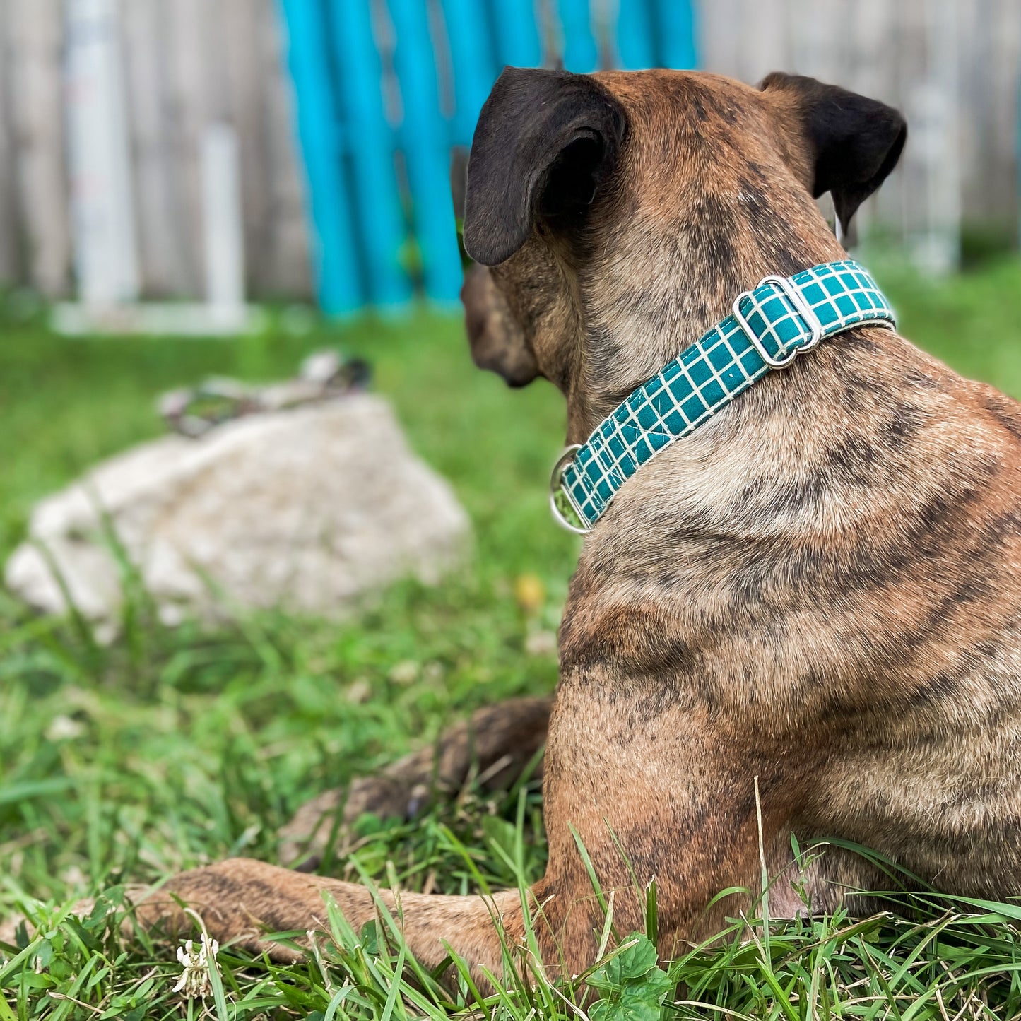 Windowpane plaid green dog collar with silver hardware