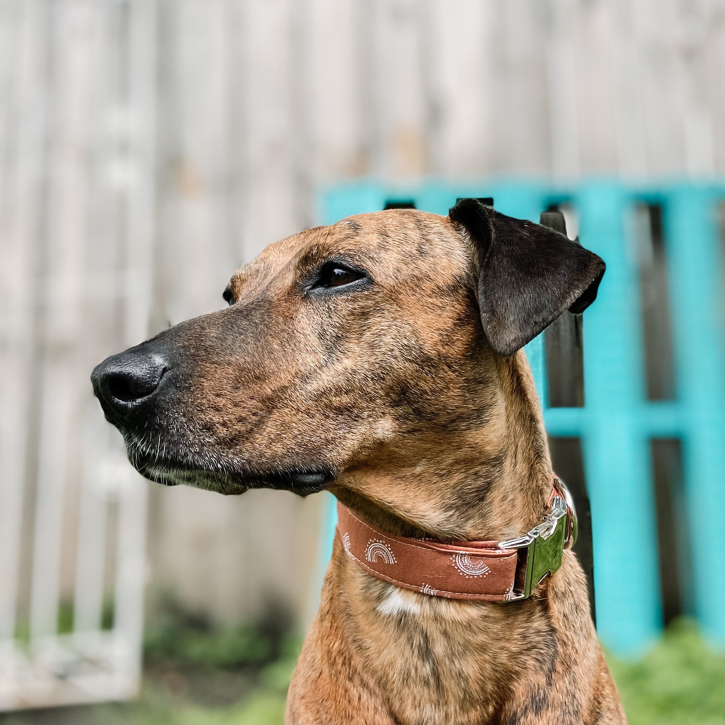 Rust boho mini rainbows dog collar with silver hardware