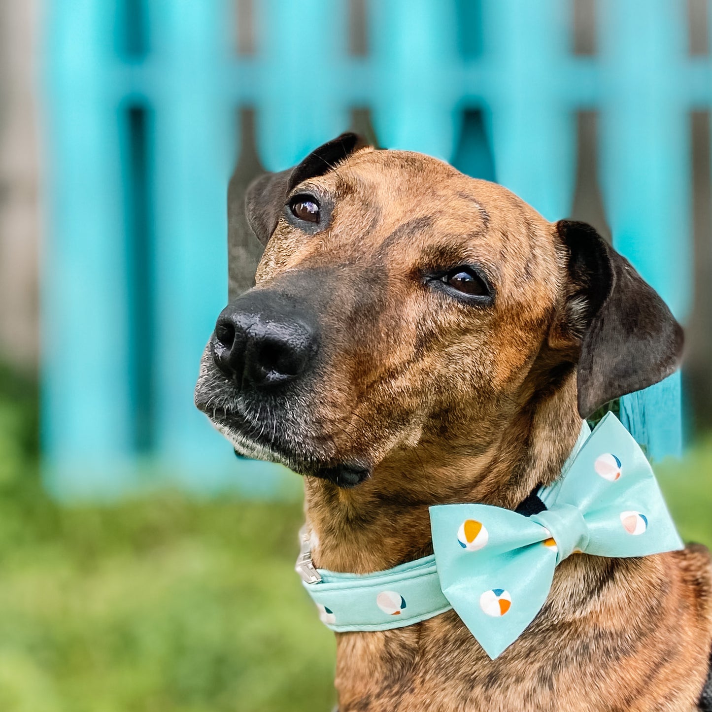 Beach ball aqua dog bow