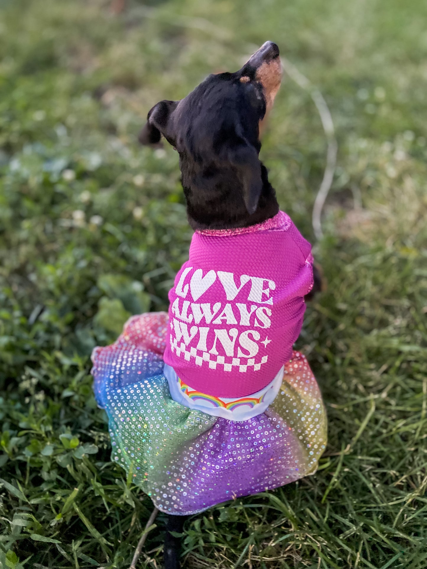 Love always wins PRIDE dog dress