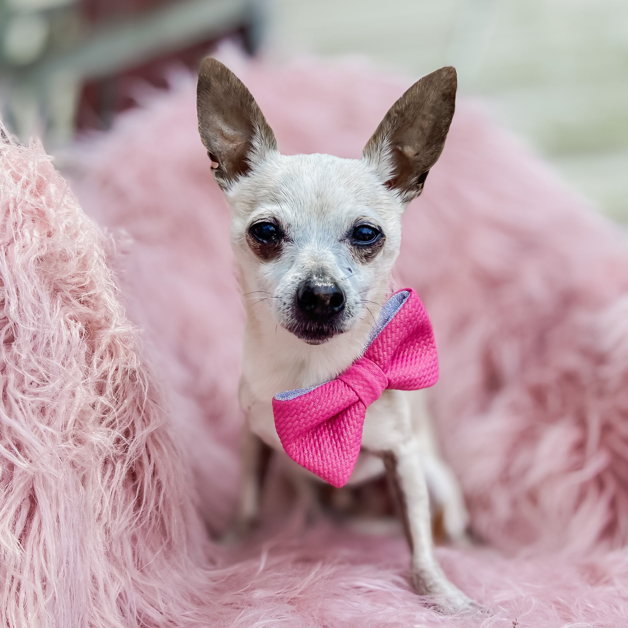 Barbie pink and silver shimmery dog bow tie pet accessory