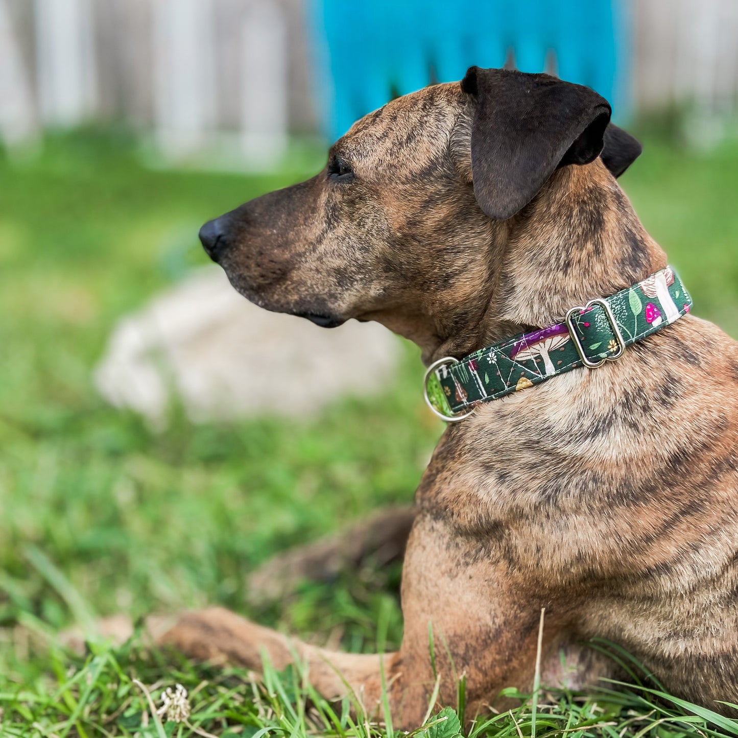 Foraging mushroom forest green dog collar with silver hardware