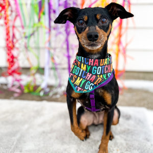 Gotcha day! dog bandana birthday pet accessory
