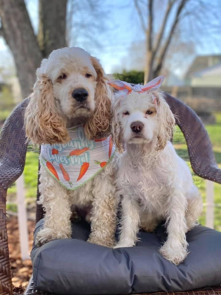 Pumpkins and mums top-knot dog headband