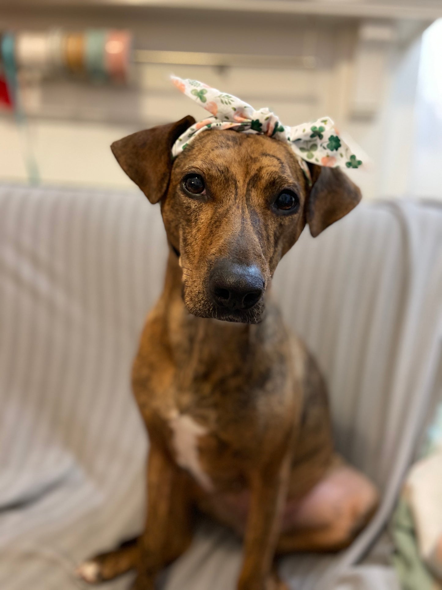 Pumpkins and mums top-knot dog headband